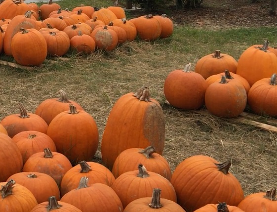 pumpkins